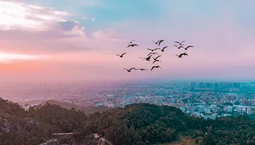 A flock of birds flying over a hazy city at dusk